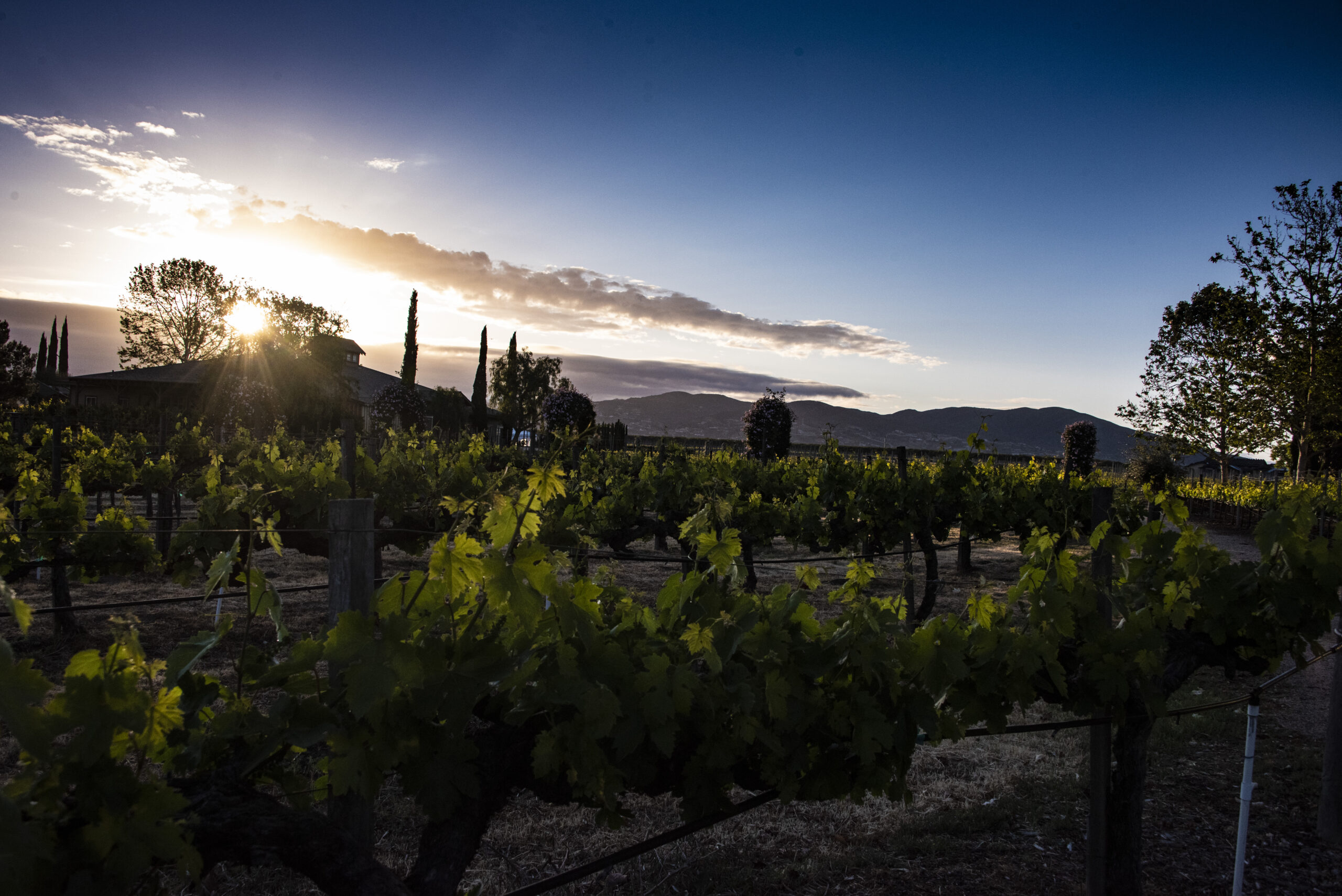 Family, Home and Wine